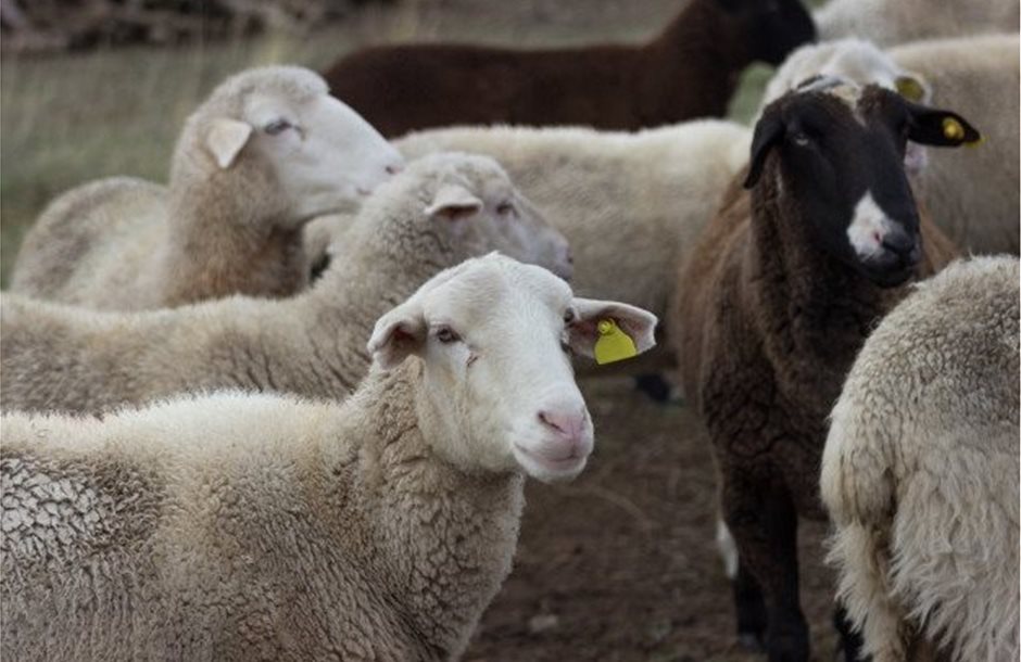 thumbnail_flock-sheep-field-farm-animal-husbandry-concept_137728-129_2