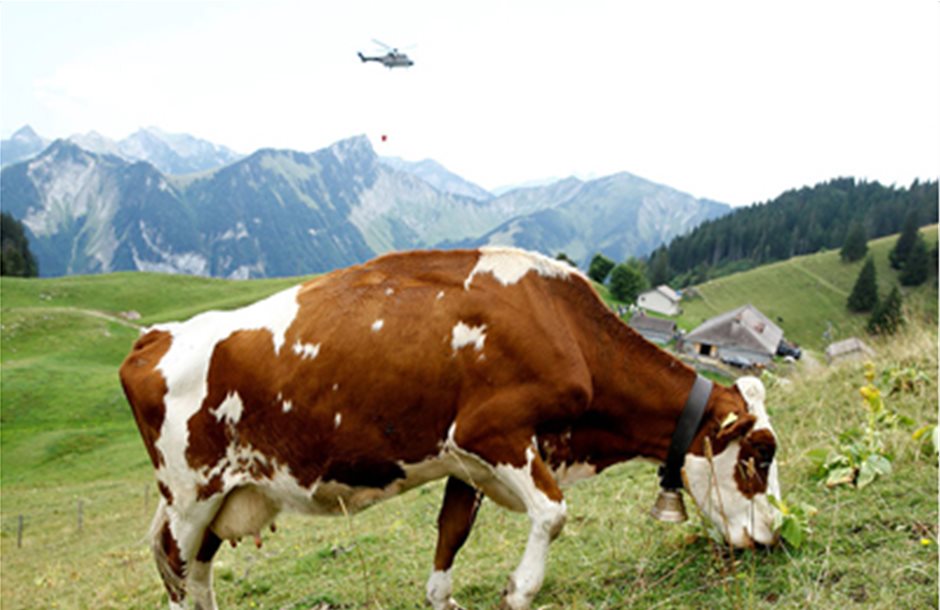 Αερομεταφορά νερού σε αγελάδες της Ελβετίας που διψούν