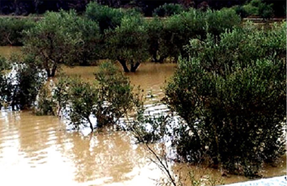 Πλημμύρες στη Λιγουρία φέρνουν μισή ελαιοπαραγωγή