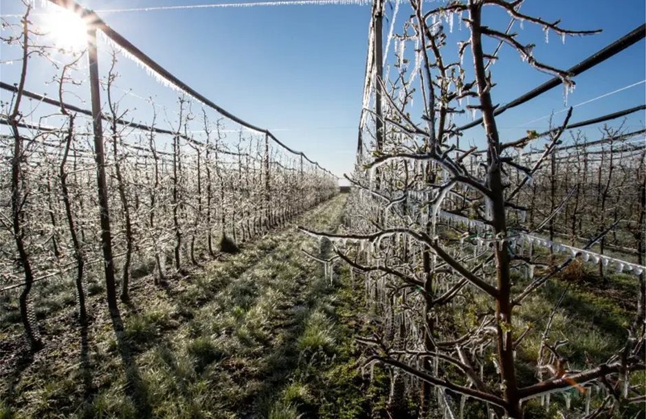 trees-orchard-covered-freezers-spring-fruit-buds-ice-modern-plant-protection-frost-spraying-217038111