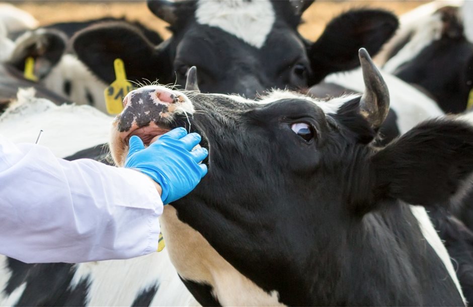 veterinarian-at-farm-cattle-picture-id521047137