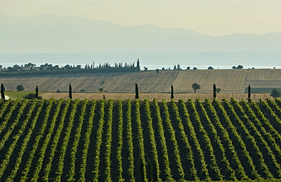 vineyard_1