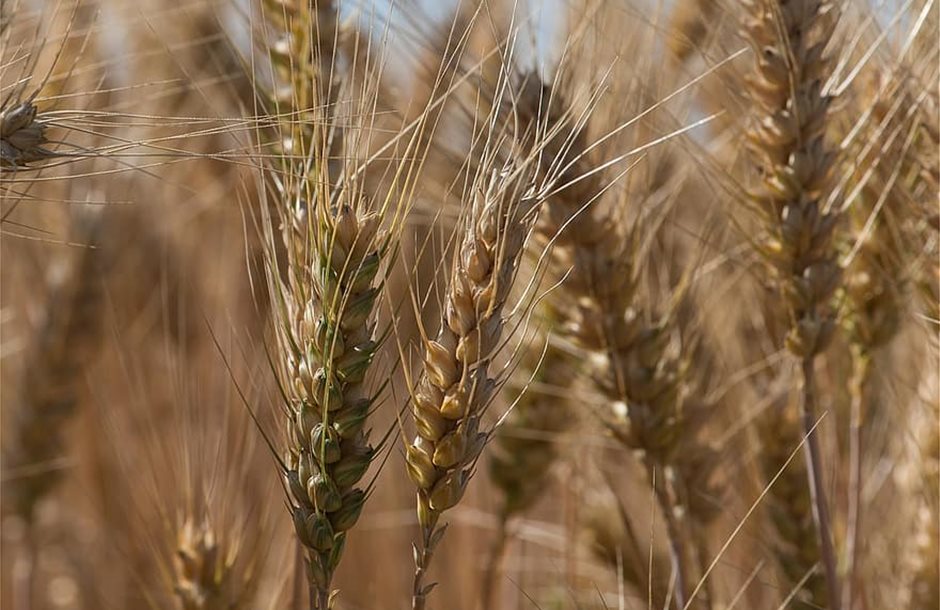 wheat-the-grain-ears-summer-the-production-of-grain-cereals