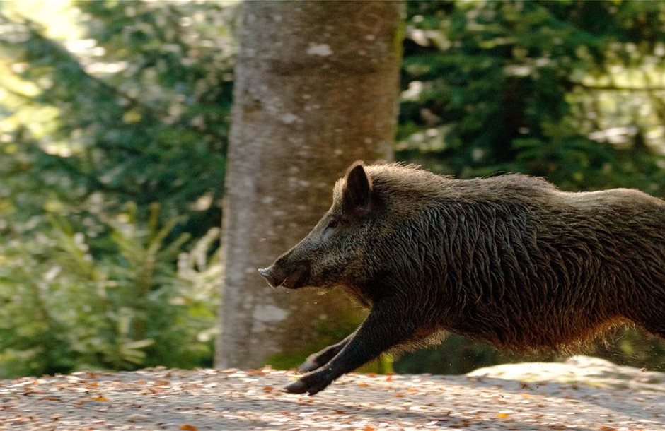 wild-boar-bounding-royalty-free-image-1678725162