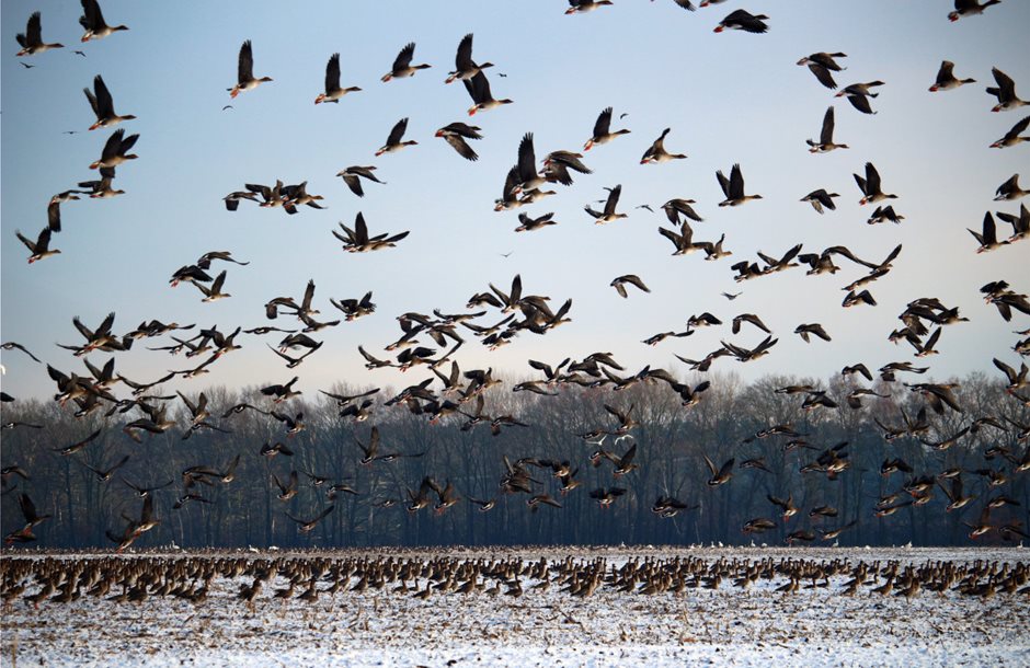 wild_geese_flock_of_birds_winter_snow_migratory_birds_swarm_geese_birds-660633