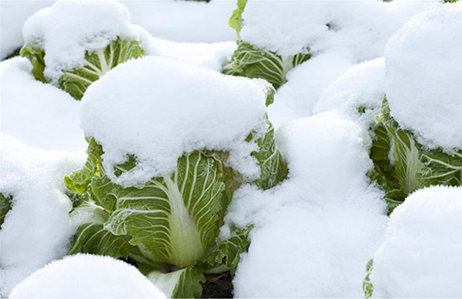Με -22oC ο δεύτερος χιονιάς θα κάνει άφαντα τα λαχανικά στο ράφι