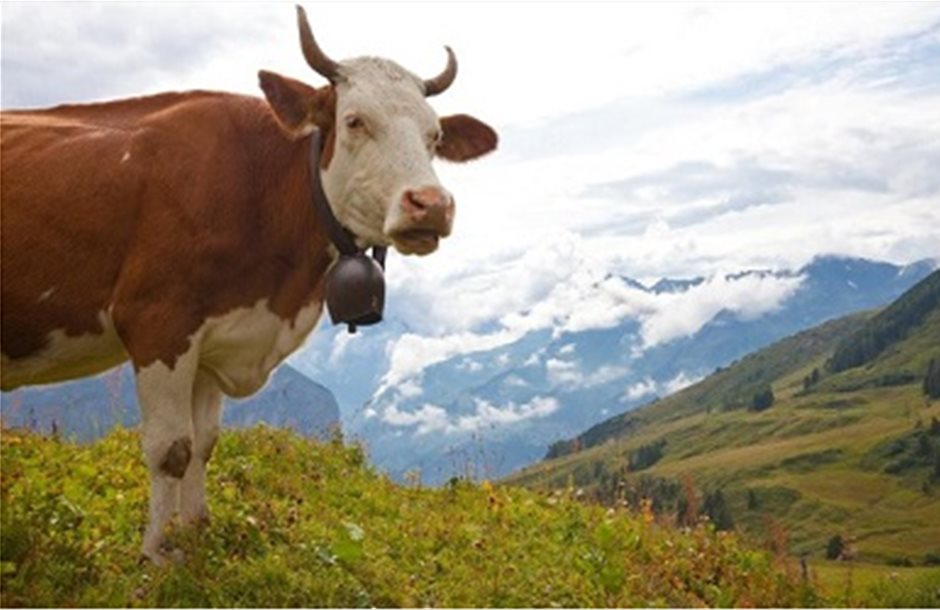 Η Τουρκία «απελαύνει» αγελάδες από την Ολλανδία 