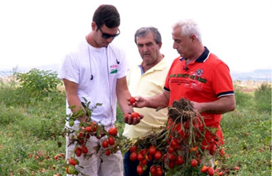 Περίπου 40.000 τόνοι ντομάτας στο συνεταιρισμό Λαρισαίων 