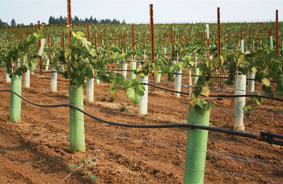 young-vineyard-planted-2012