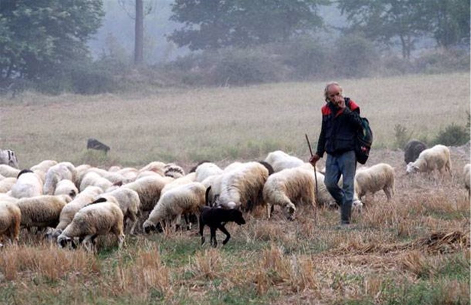 Απλήρωτοι 1.200 κτηνοτρόφοι στη Θεσσαλία