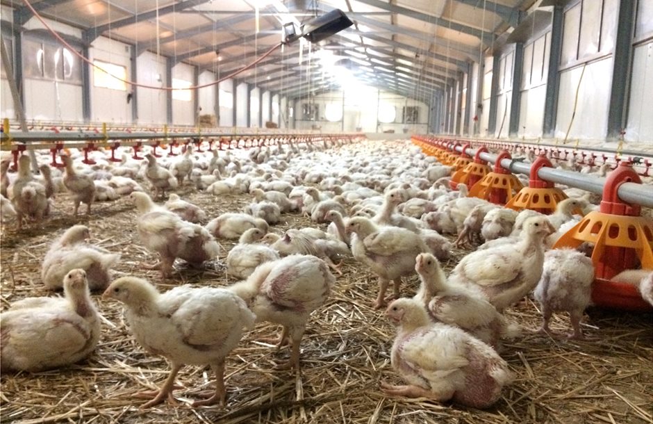 zeolite-broiler-chicken-1600x1200px