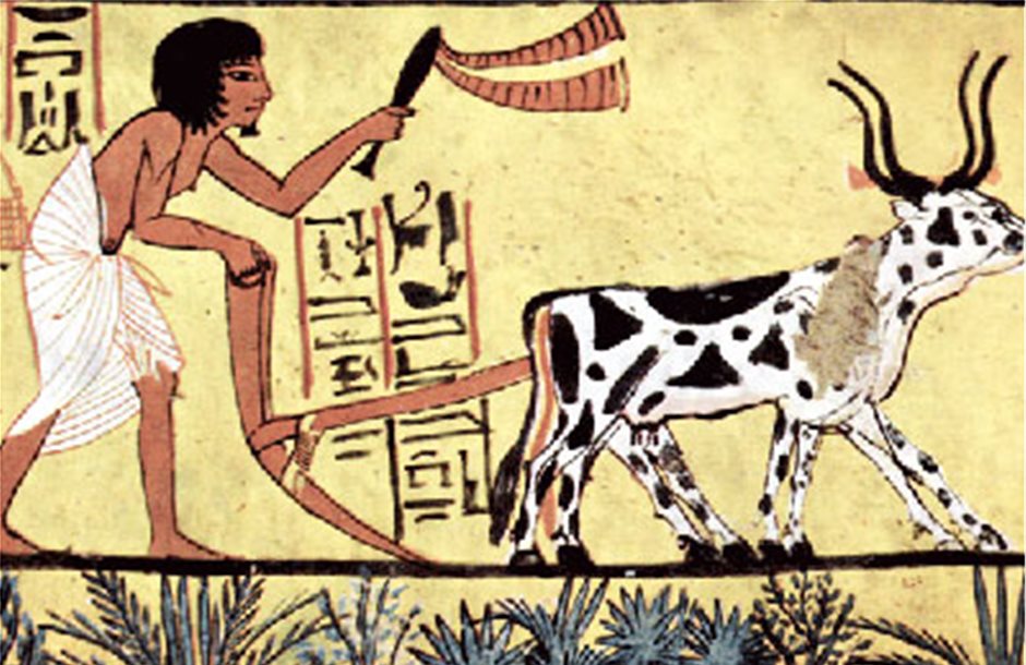 Προς εξαφάνιση το αιγυπτιακό βαμβάκι