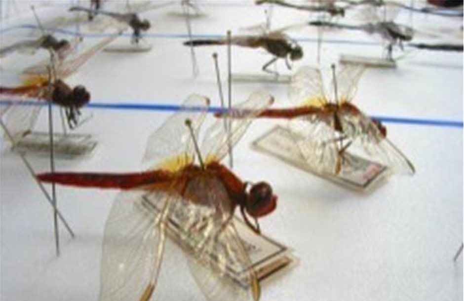 Ο κόσμος των εντόμων στο Μουσείο Φυσικής Ιστορίας της Κρήτης 