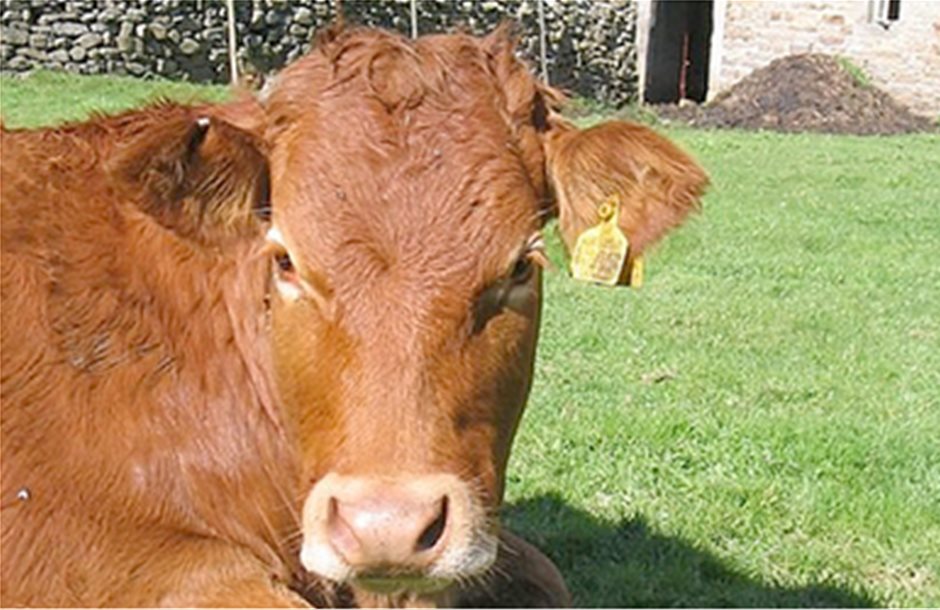  Περισσότερο μεθάνιο απελευθερώνουν τα βοοειδή λόγω αντιβιοτικών