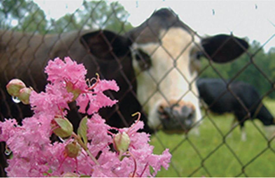 Απειλεί επιδοτήσεις το μπλόκο σε μετακινήσεις βοοειδών λόγω οζώδους