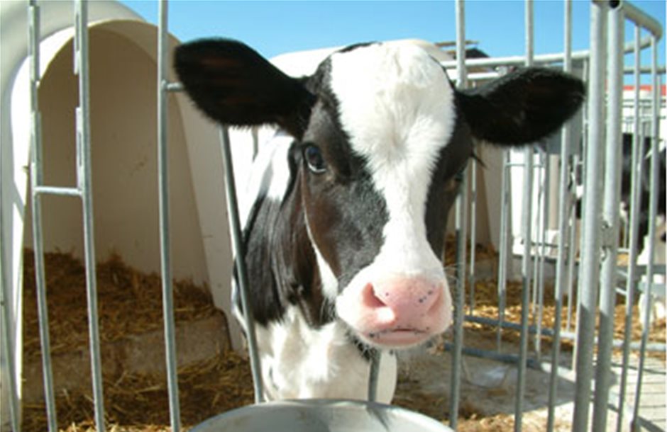 Η Ρωσία μπλοκάρει τις εισαγωγές γαλακτοκομικών από ξένες εταιρίες 
