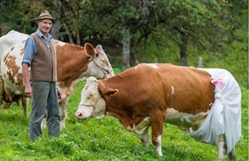 Αγελάδες με πάνες ως διαμαρτυρία για οδηγία της ΕΕ