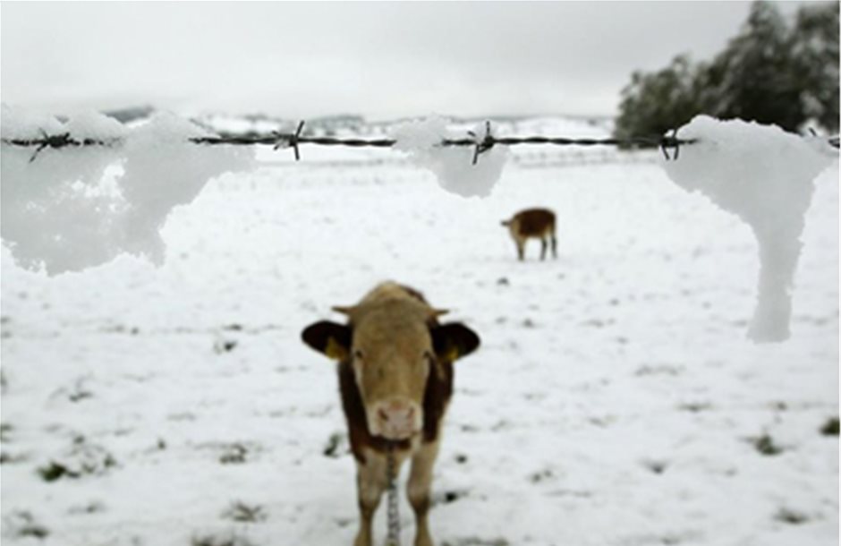 De minimis σε 1.650 κτηνοτρόφους λόγω χιονοπτώσεων