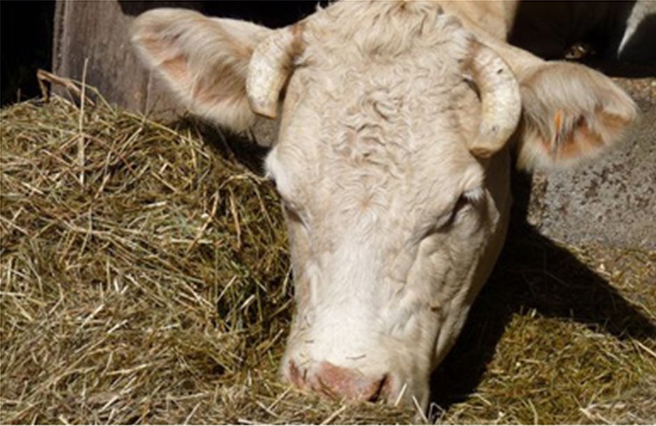 Νέα ιστορικά υψηλά για τις τιμές των βοοειδών στην έναρξη του 2014