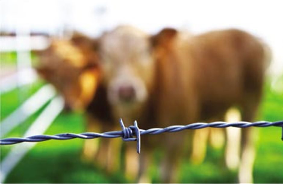 Υπέρυθρες κάμερες κατά ασβών σε φάρμες βοοειδών