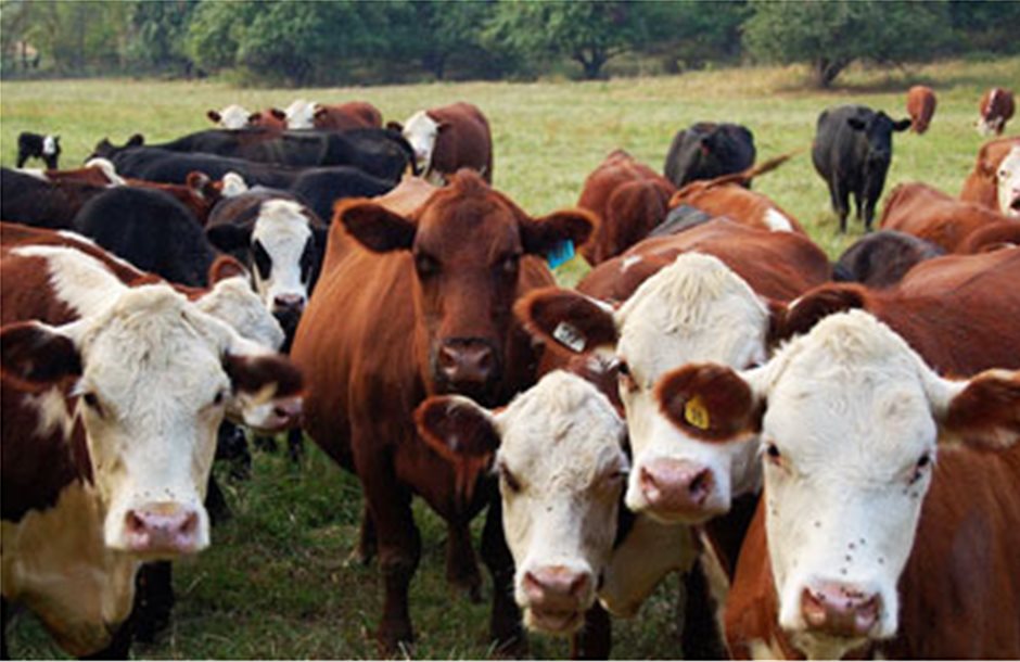 Υψηλά τριετίας αγγίζουν οι εισαγωγές βοδινού στην ΕΕ