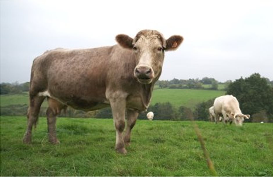 Νέο κρούσμα της νόσου των «τρελών αγελάδων» στη Γερμανία