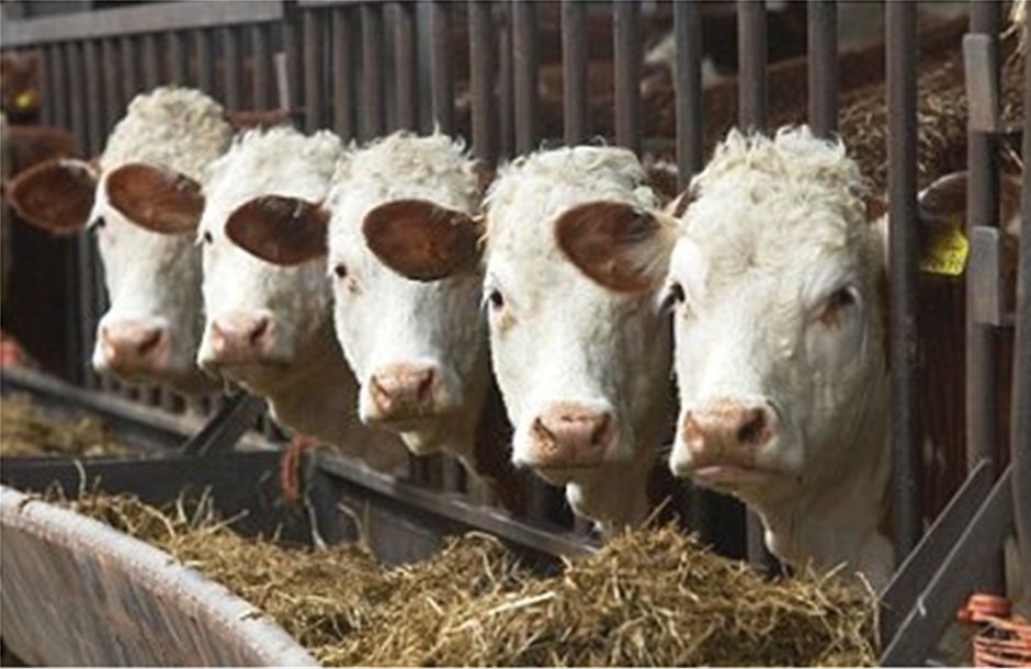 Εγκρίθηκαν 715 θέσεις αλλοδαπών για εργασία σε κτηνοτροφικές μονάδες της Ηπείρου