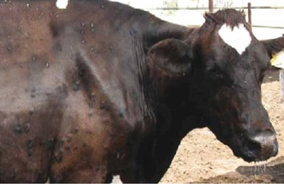 Επαγρύπνηση για την οζώδη δερματίτιδα στα βοοειδή
