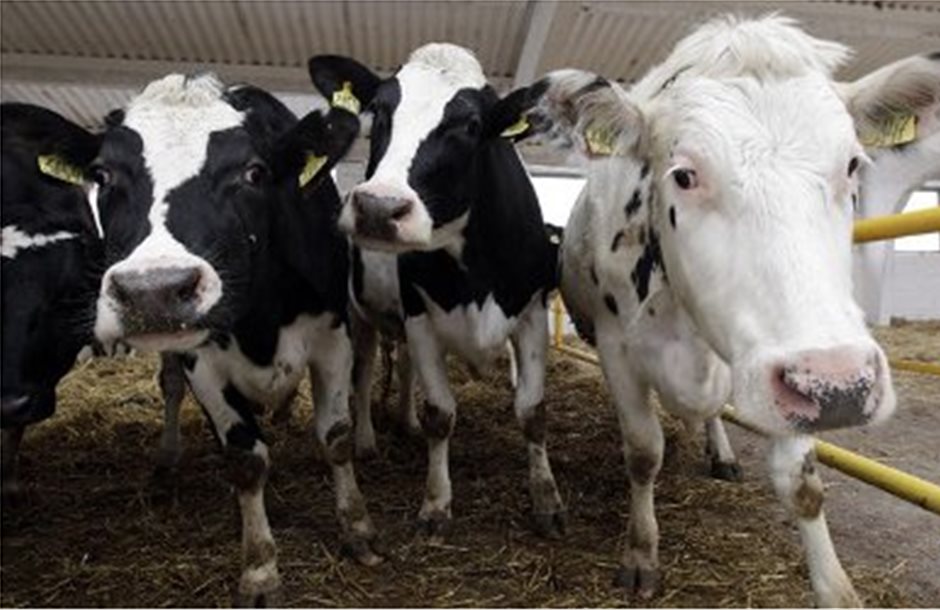 Σεροτονίνη για… υγιείς αγελάδες και καλύτερο γάλα 