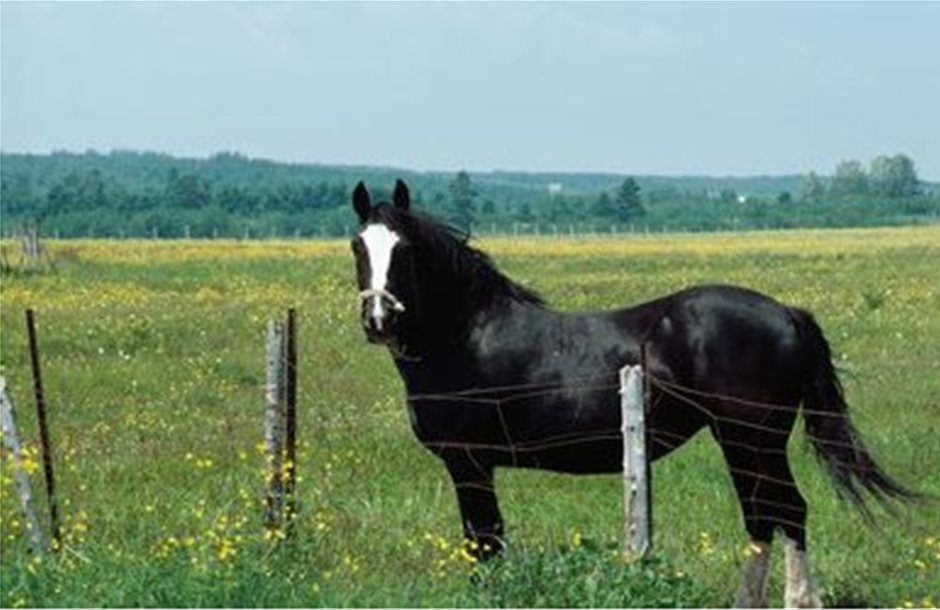 Νεκρό άλογο από τη νόσο του άνθρακα στην Πολωνία