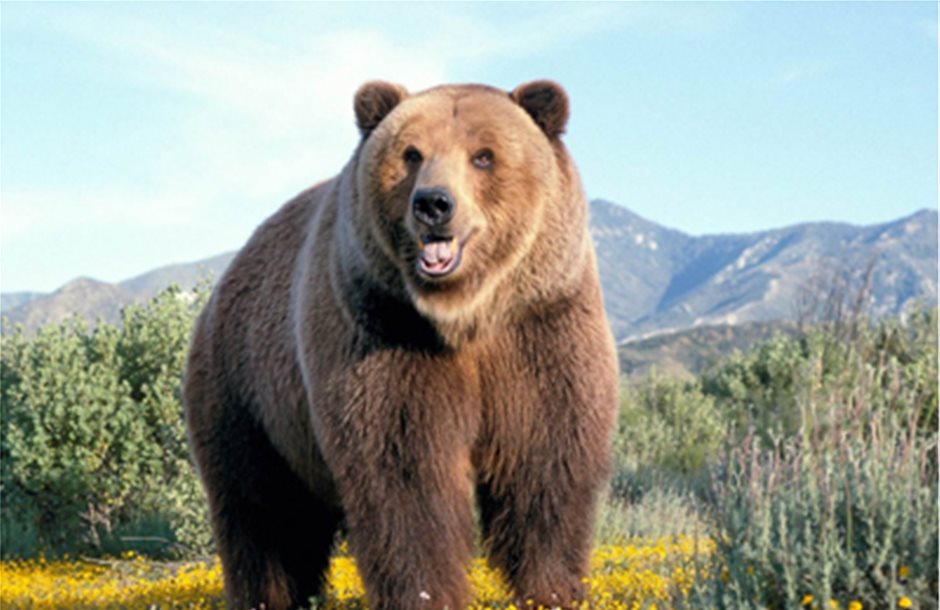 Νέα χάραξη προαναγγέλλει η Εγνατία Οδός ΑΕ για την καφέ αρκούδα