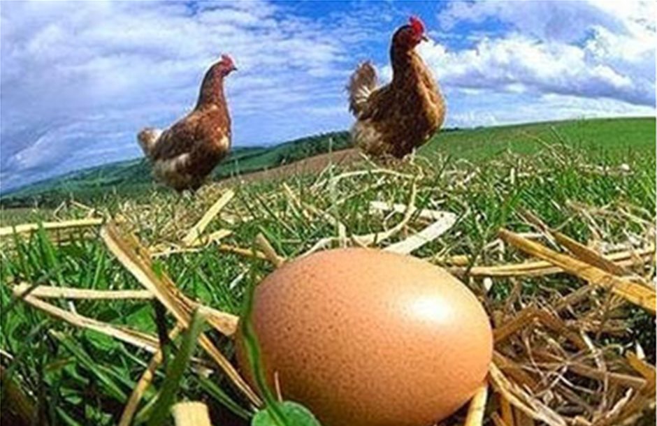 Άνοδος 16% στις τιμές των αυγών στην Ευρώπη
