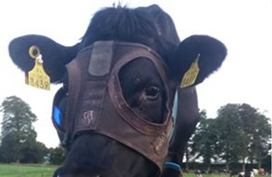Ιρλανδοί ερευνητές φοράνε μάσκες σε αγελάδες για να παράγουν περισσότερο γάλα