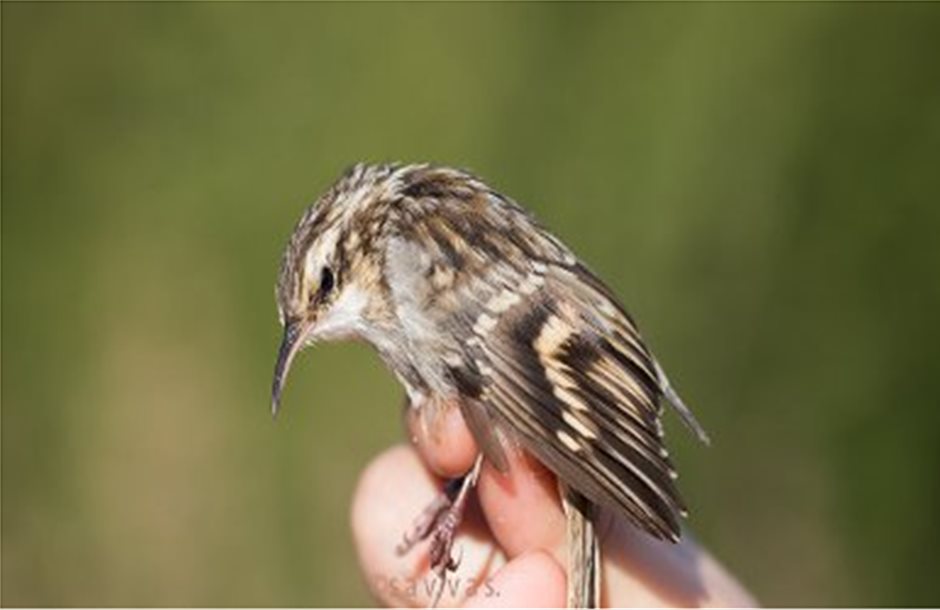 Δακτυλιώσεις πτηνών στον Εθνικό Δρυμό Ολύμπου