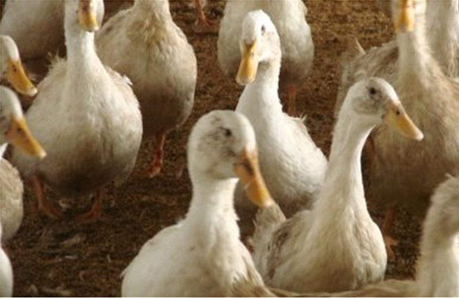 Απαγορεύσεις της ΕΕ στη μετακίνηση ζώντων πουλερικών, αυγών και κρέατος πτηνών