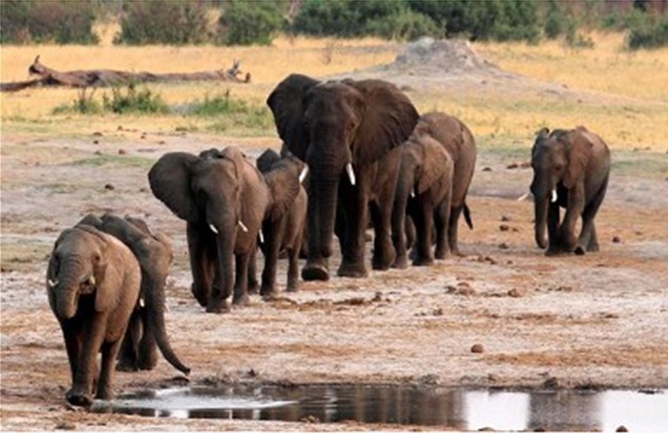 Σε χαμηλά 25ετίας ο πληθυσμός ελεφάντων ελέω λαθροθηρίας