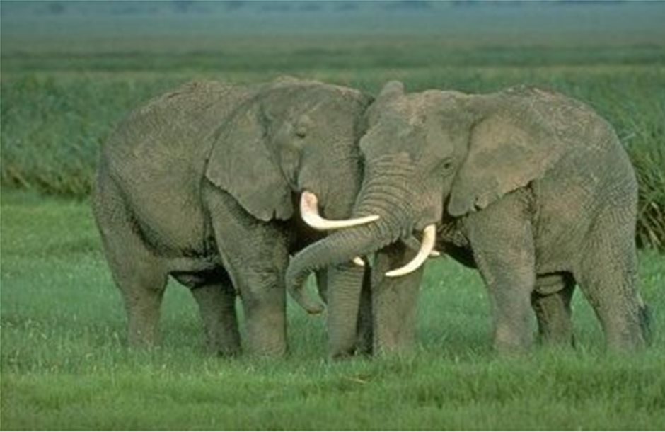 Η θεραπεία του καρκίνου ίσως κρύβεται στους ελέφαντες