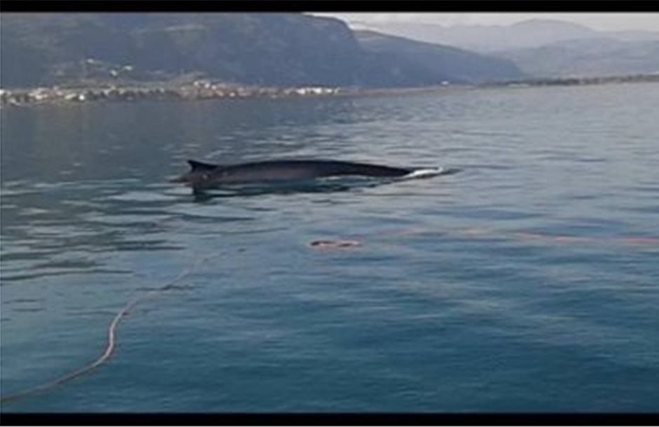 Πετροφάλαινα μήκους 12 μέτρων εθεάθη στα Καμένα Βούρλα
