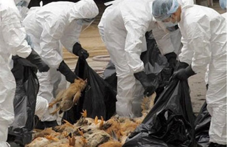 Έκτακτα μέτρα βιοασφάλειας για τη γρίπη των πτηνών