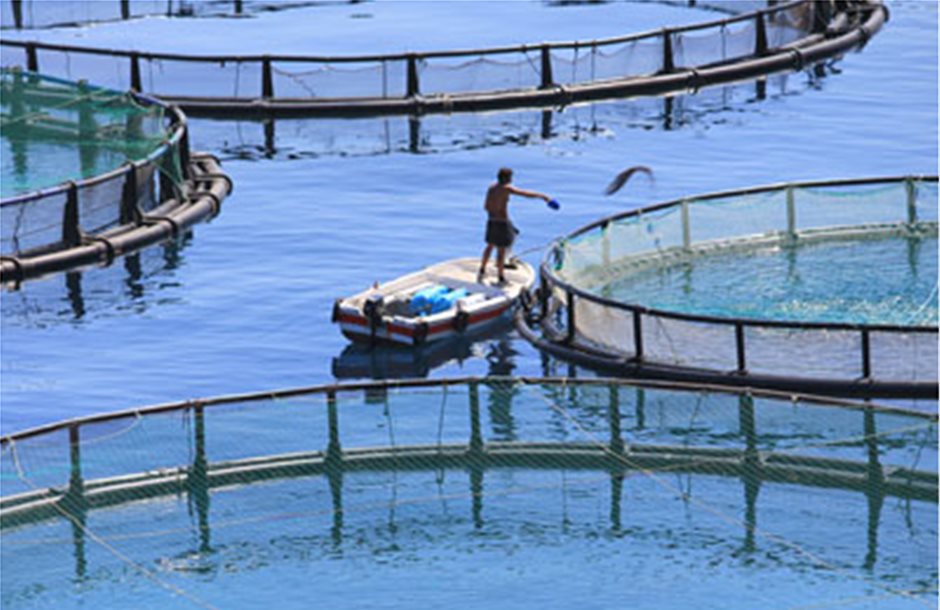 Απλώνει... δίχτυα σε νέες αγορές η ελληνική θαλασσοκαλλιέργεια