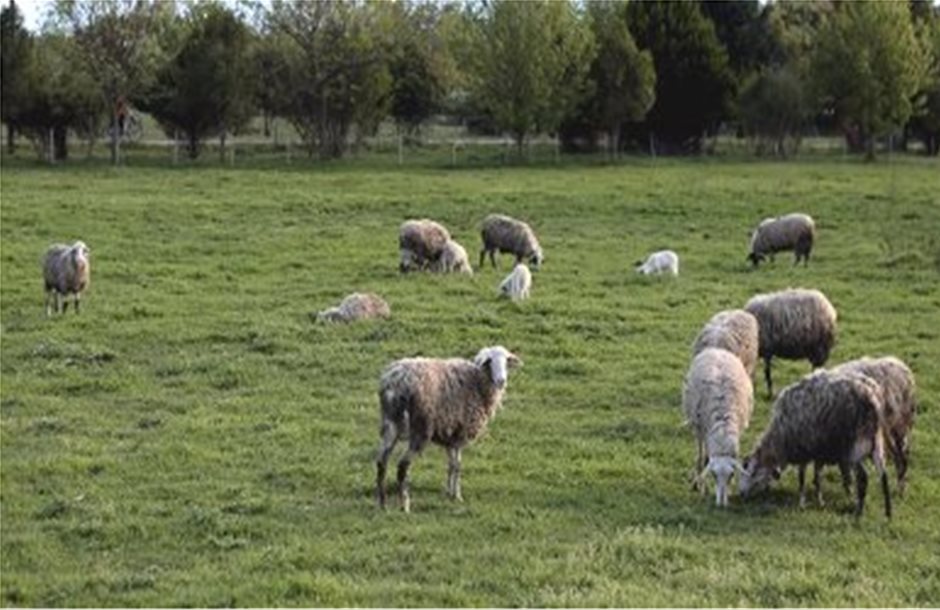 Σε απόγνωση οι κτηνοτρόφοι από το κόστος των ζωονόσων, λέει ο Πεβερέτος 