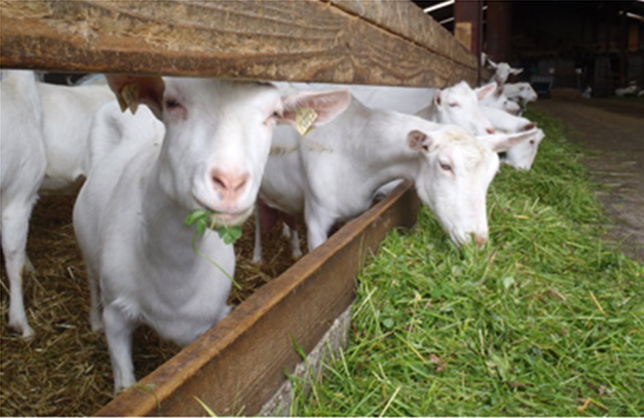 Παράταση ως 15 Μαΐου για τη βιολογική κτηνοτροφία