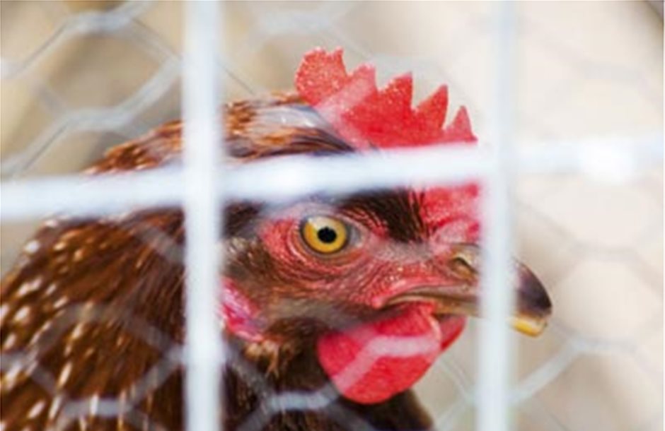 Προς άγραν ψήφων δίνουν κοτόπουλα στη Ρουμανία