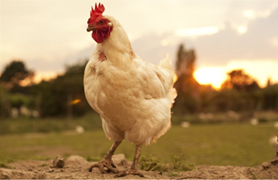 Γεννήθηκε το πρώτο κοτόπουλο που δεν βγήκε από αβγό 