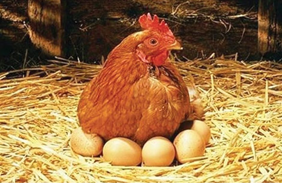 Σε καλύτερη θέση οι αυγοπαραγωγοί