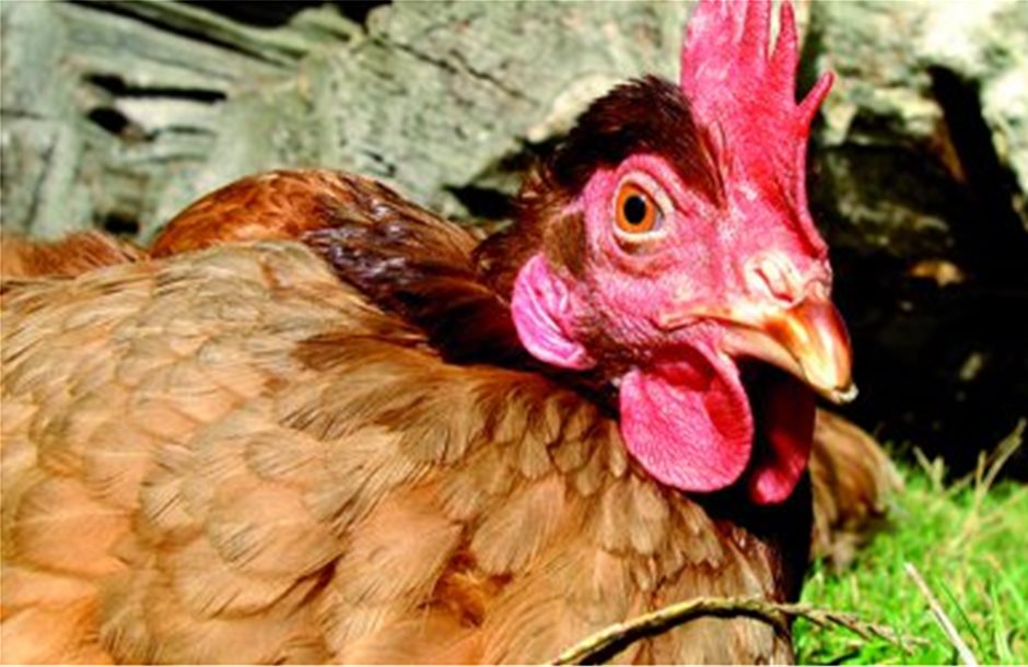 Δεύτερο κρούσμα γρίπης των πτηνών στην Ολλανδία