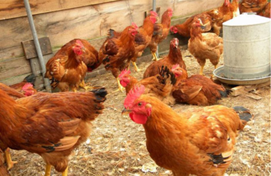 Νέοι κανόνες εμπορίας για αυγά ελευθέρας βοσκής