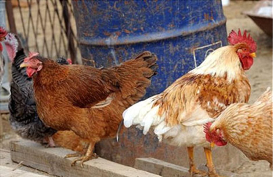 Νέα κρούσματα γρίπης των πτηνών τύπου Α’ στη Μαγνησία