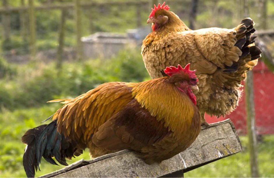 Το φετινό πρόγραμμα για τη γρίπη των πτηνών