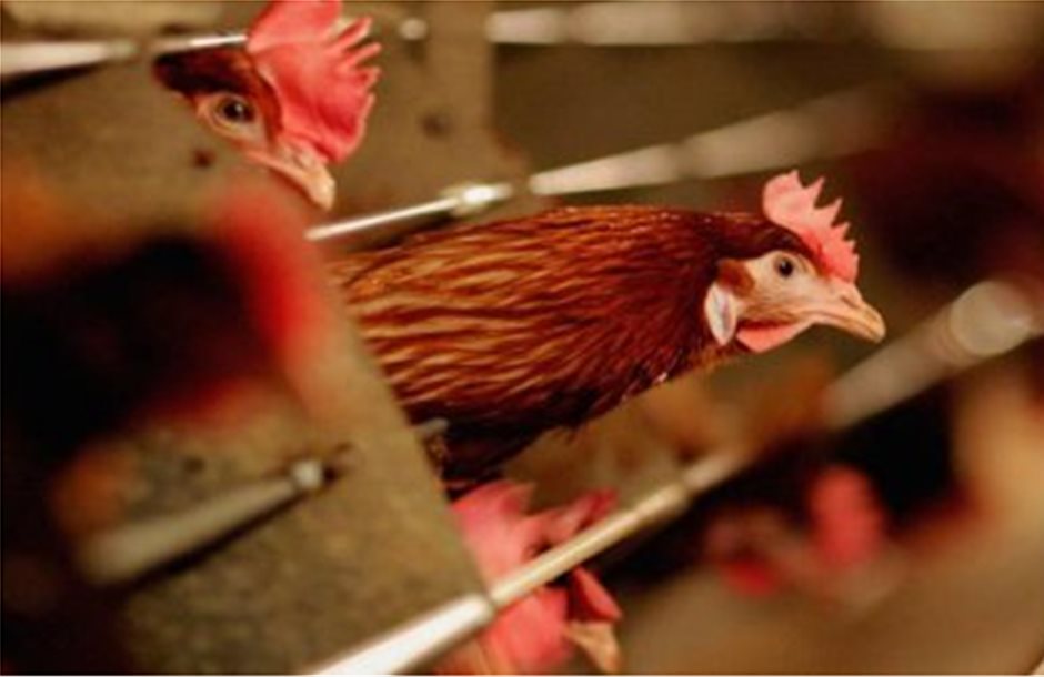 Στην Ολλανδία θανατώθηκαν 28.000 κοτόπουλα σε νέο κρούσμα H5N8